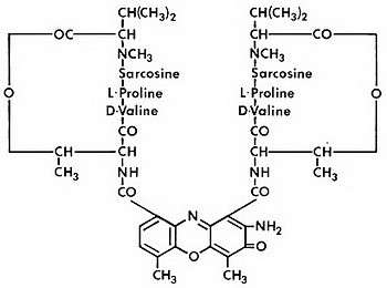 dactinomycin