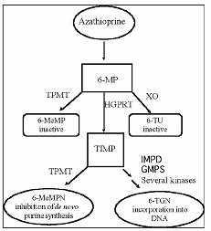 structure formula for Azathioprine02