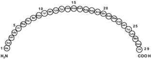 Primary Sequence of Glucagon