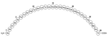 Primary Sequence of Glucagon
