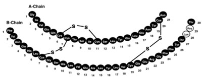 Primary Structure
