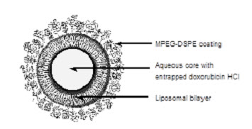 Representation of a STEALTH liposome